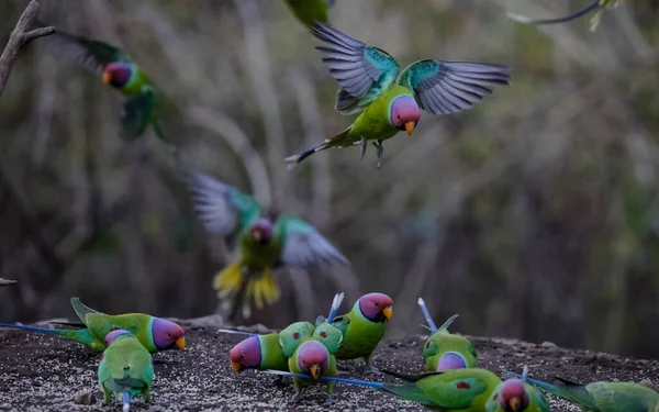 Plum Headed Parakeet Psittacula Cyanocephala Sitting Water Body — Stock Photo, Image