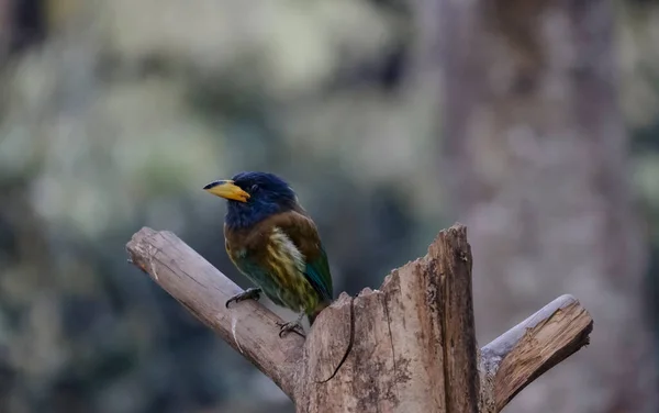 Great Barbet Psilopogon Virens Bird Perched Tree Branch Sattal — Stock Photo, Image