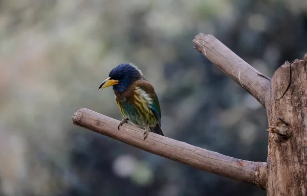 Grand Barbet Psilopogon Virens Oiseau Perché Sur Branche Arbre Sattal — Photo