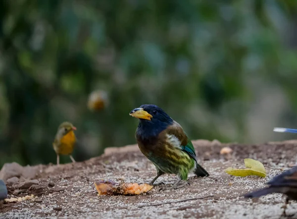 Great Barbet Psilopogon Virens Bird Perched Ground Sattal — Stock Photo, Image