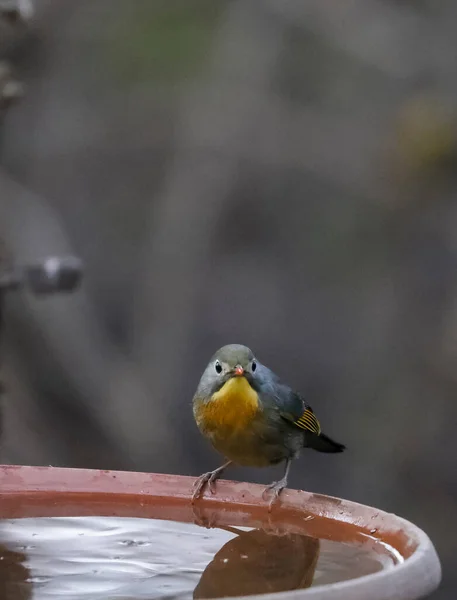 Closeup View Little Bird Drinking Water — Stock Photo, Image