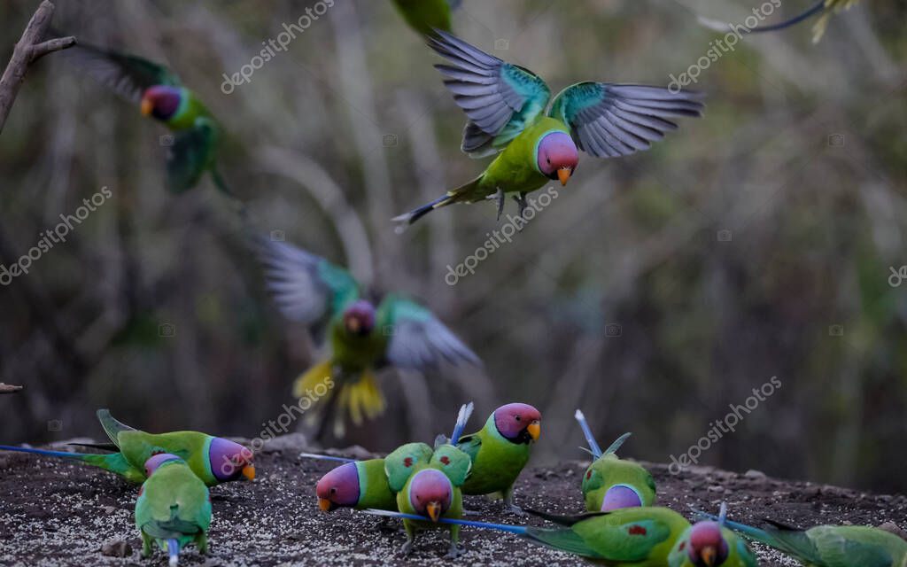 periquito cabeza de ciruela (Psittacula cyanocephala) sentado cerca del