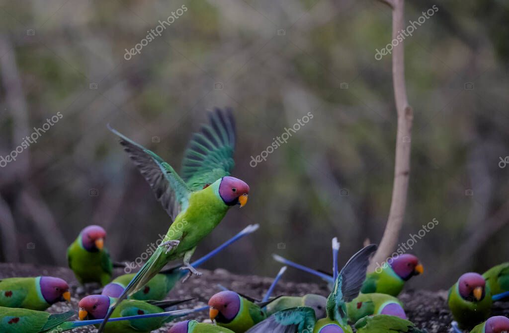 periquito cabeza de ciruela (Psittacula cyanocephala) sentado cerca del