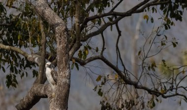 Tepeli Şahin-Kartal (