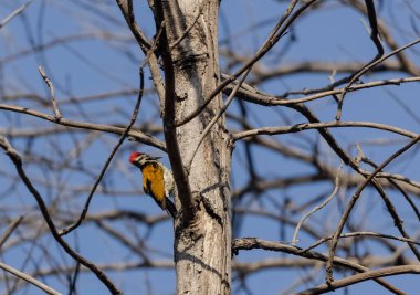 kuşun resmini kapat 
