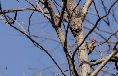 kuşun resmini kapat 