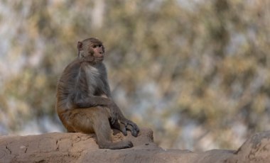 Rhesus macaque (Macaca mulatta) ya da ormandaki Hint maymun portresi.