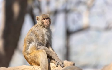 Rhesus macaque (Macaca mulatta) ya da ormandaki Hint maymun portresi.