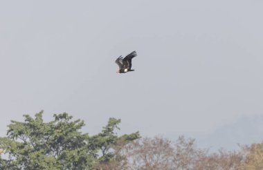 Red-headed vulture (Sarcogyps calvus) in flight at jim corbett national park.