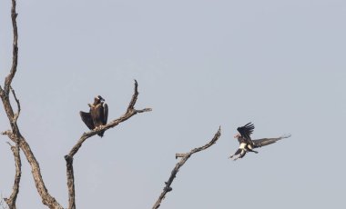 Kızıl saçlı akbaba (Sarcogyps calvus), Jim Corbett Milli Parkı 'ndaki ağaçta oturan ağaç dalına ve sineröz akbabaya (Aegypius monachus) kondu..