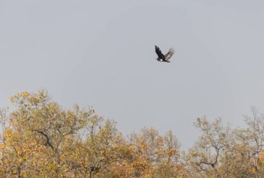 Red-headed vulture (Sarcogyps calvus) in flight at jim corbett national park.