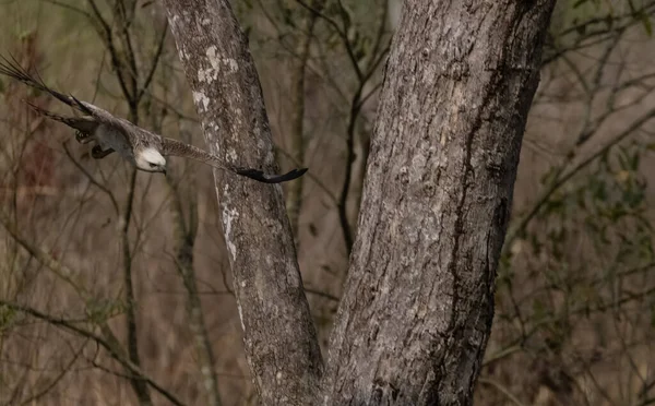 Haubenadler Oder Wechselhafter Falkenadler Nisaetus Cirrhatus Der Auf Einem Baum — Stockfoto