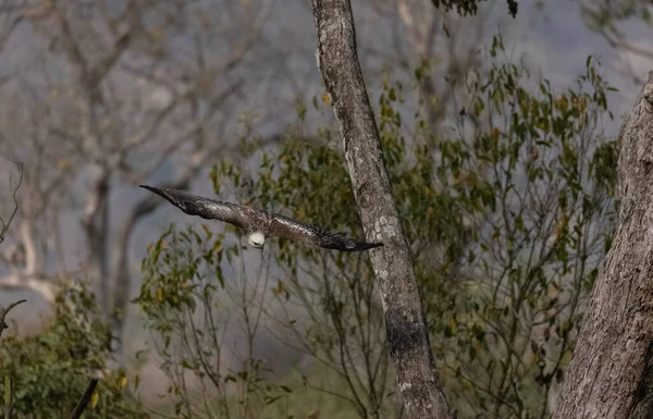 Águila Halcón Crestada Águila Halcón Cambiable Nisaetus Cirrhatus Encaramada Tree —  Fotos de Stock