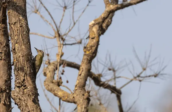 Nahaufnahme Bild Von Vogel — Stockfoto