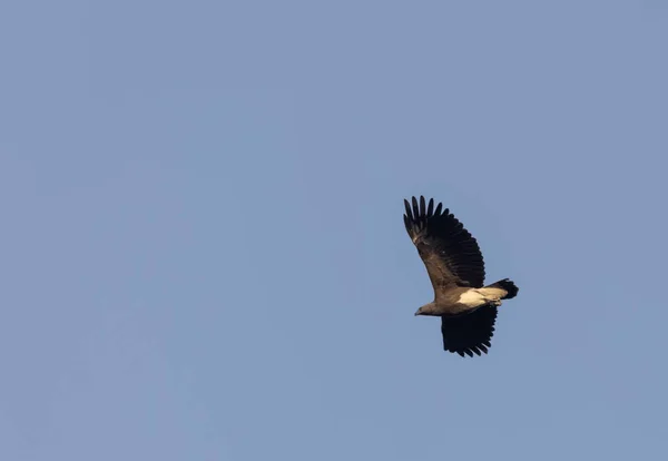 Lesser Fish Eagle Haliaeetus Humilis Flight — Stock Photo, Image