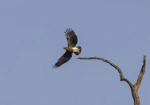 Havsörn Haliaeetus Humilis Flygning — Stockfoto