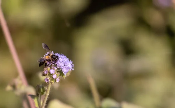 Biene Auf Blume Aus Nächster Nähe — Stockfoto