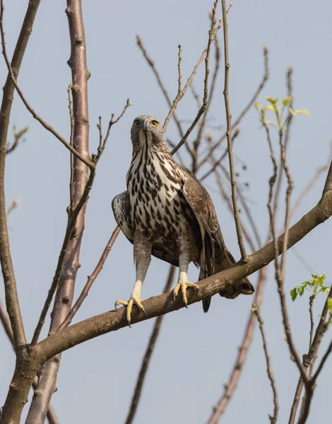 Tepeli Şahin Kartal Nisaetus Sirhatus Atmacagiller Accipitridae Familyasından Yırtıcı Bir — Stok fotoğraf