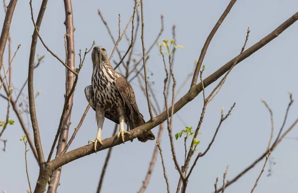 Crested Hawk Eagle Nisaetus Cirrhatus Gatunek Dużego Ptaka Drapieżnego Rodziny — Zdjęcie stockowe