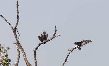 Kızıl saçlı akbaba (Sarcogyps calvus), Jim Corbett Milli Parkı 'ndaki ağaçta oturan ağaç dalına ve sineröz akbabaya (Aegypius monachus) kondu..