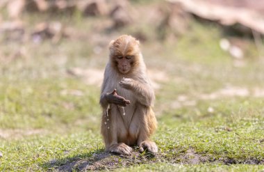 Rhesus macaque (Macaca mulatta) or Indian Monkey portrait in the forest. clipart