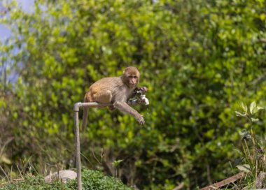 Rhesus macaque (Macaca mulatta) or Indian Monkey tring to drink water from dry water tab in the forest. clipart