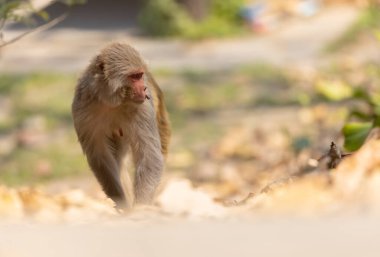 Rhesus macaque (Macaca mulatta) ya da ormandaki Hint maymun portresi.