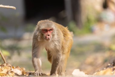 Rhesus macaque (Macaca mulatta) ya da ormandaki Hint maymun portresi.