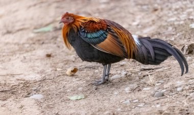 Jim Corbett Ulusal Parkı 'nda orman kuşu (Gallus) erkek.