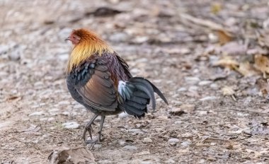 Jim Corbett Ulusal Parkı 'nda orman kuşu (Gallus) erkek.