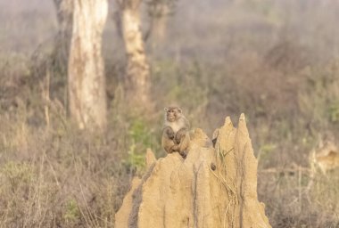Rhesus macaque (Macaca mulatta) ya da ormandaki Hint maymunu termit tepeciğinde oturuyor..