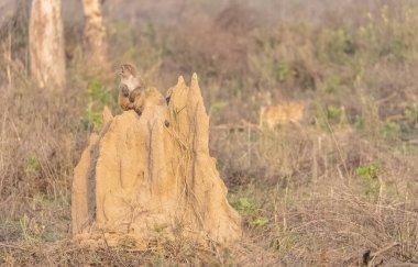 Rhesus macaque (Macaca mulatta) ya da ormandaki Hint maymunu termit tepeciğinde oturuyor..