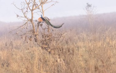 Hindistan Tavuskuşu (Pavo kristali), ormanın sisli sabahında ağaca tünemiş bir kuş..