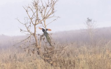 Hindistan Tavuskuşu (Pavo kristali), ormanın sisli sabahında ağaca tünemiş bir kuş..
