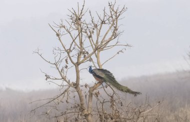 Hindistan Tavuskuşu (Pavo kristali), ormanın sisli sabahında ağaca tünemiş bir kuş..