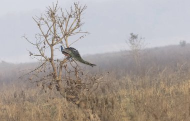 Hindistan Tavuskuşu (Pavo kristali), ormanın sisli sabahında ağaca tünemiş bir kuş..