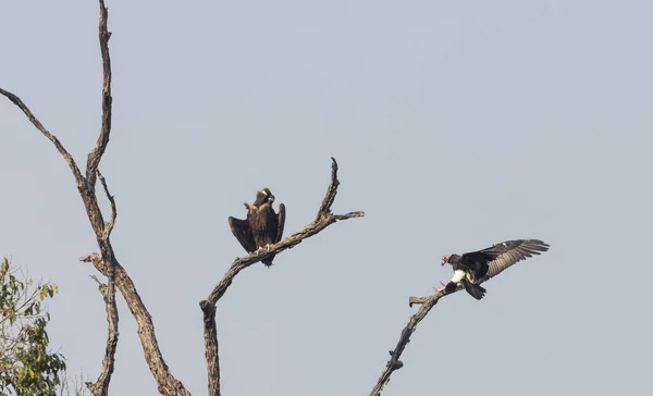 Buitre Pelirrojo Sarcogyps Calvus Aterrizó Rama Árbol Buitre Cinéreo Aegypius —  Fotos de Stock