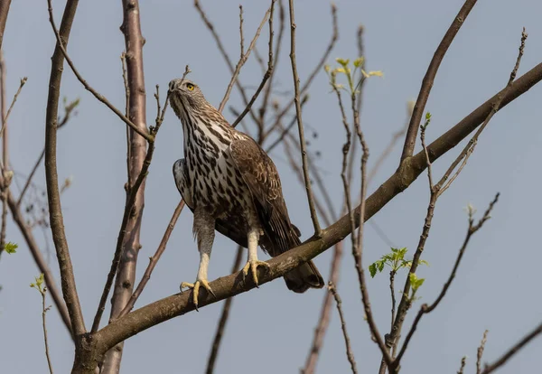 Crested Hawk Eagle Nisaetus Cirrhatus Gatunek Dużego Ptaka Drapieżnego Rodziny — Zdjęcie stockowe