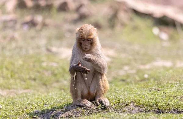 Rhesus Macaque Macaca Mulatta Ινδική Μαϊμού Πορτρέτο Στο Δάσος — Φωτογραφία Αρχείου