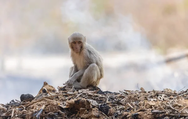 Rhesus Macaque Macaca Mulatta Ινδική Μαϊμού Που Κάθεται Στεγνά Σκουπίδια — Φωτογραφία Αρχείου