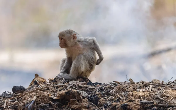 Rhesus Macaque Macaca Mulatta Ινδική Μαϊμού Που Κάθεται Στεγνά Σκουπίδια — Φωτογραφία Αρχείου