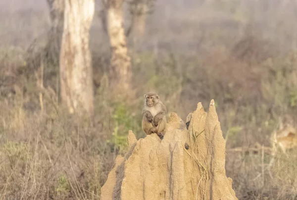 Rhesus Macaque Macaca Mulatta Mono Indio Bosque Sentado Montículo Termitas — Foto de Stock