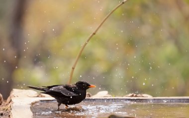 Common blackbird (Turdus merula) male bird sitting near water body to take bath in the forest of Sattal.