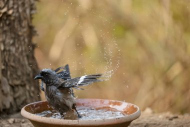 kuşun resmini kapat 