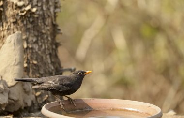 Common blackbird (Turdus merula) male bird sitting near water body to take bath in the forest of Sattal.