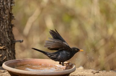 Common blackbird (Turdus merula) male bird sitting near water body to take bath in the forest of Sattal.