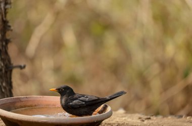 Common blackbird (Turdus merula) male bird sitting near water body to take bath in the forest of Sattal.