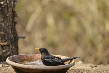 Common blackbird (Turdus merula) male bird sitting near water body to take bath in the forest of Sattal.
