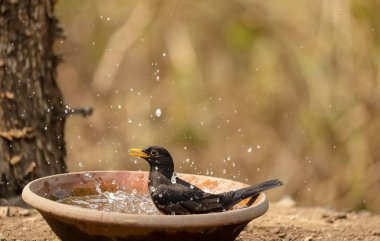 Common blackbird (Turdus merula) male bird sitting near water body to take bath in the forest of Sattal.