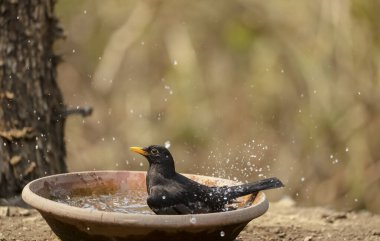 Common blackbird (Turdus merula) male bird sitting near water body to take bath in the forest of Sattal.